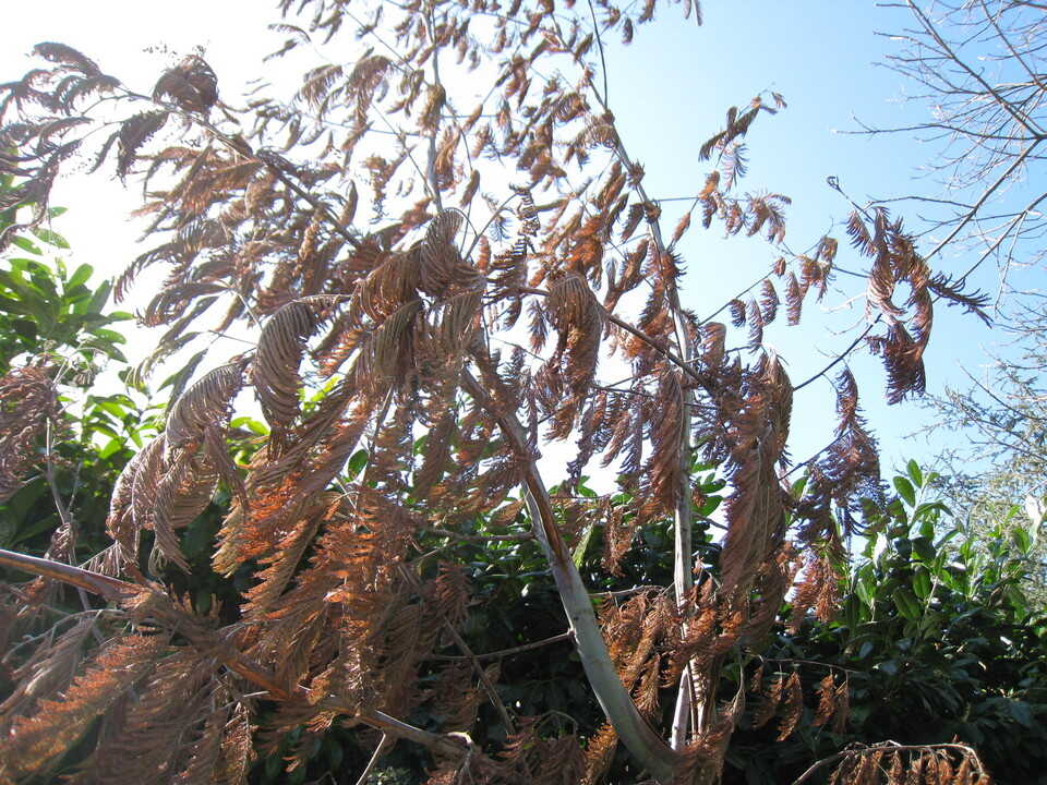mimosa gelé