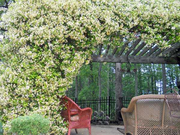 Jasmin étoilé en pleine floraison blanc pur Petites fleurs blanches très parfumées de jasmin grimpant en extérieur