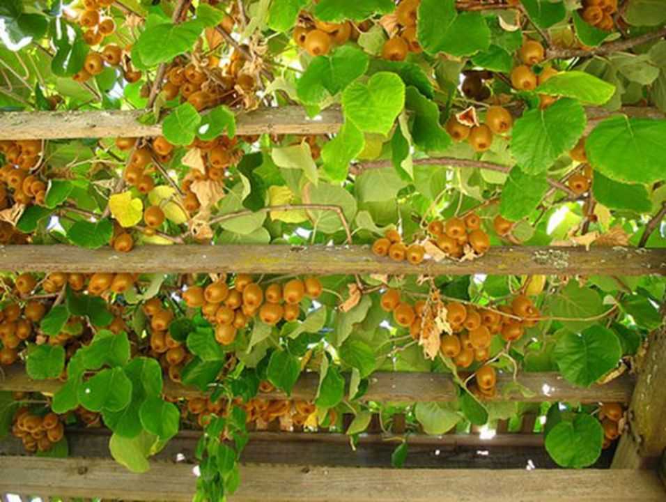 Plant de Kiwi vigoureux grimpant sur une arche Larges feuilles d'un actinidia (kiwi) qui fait de l'ombre sous une tonnelle