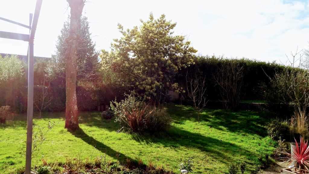 mimosa en fleur après avoir gelé
