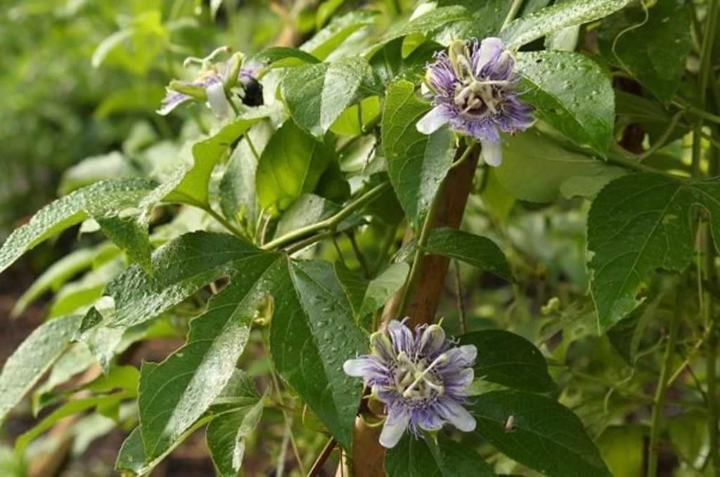 Fleur de la passion ou Passiflore : un chef-d'œuvre exotique Fleur de passiflore avec ses filaments complexes bleus et blancs sur une vigne vigoureuse