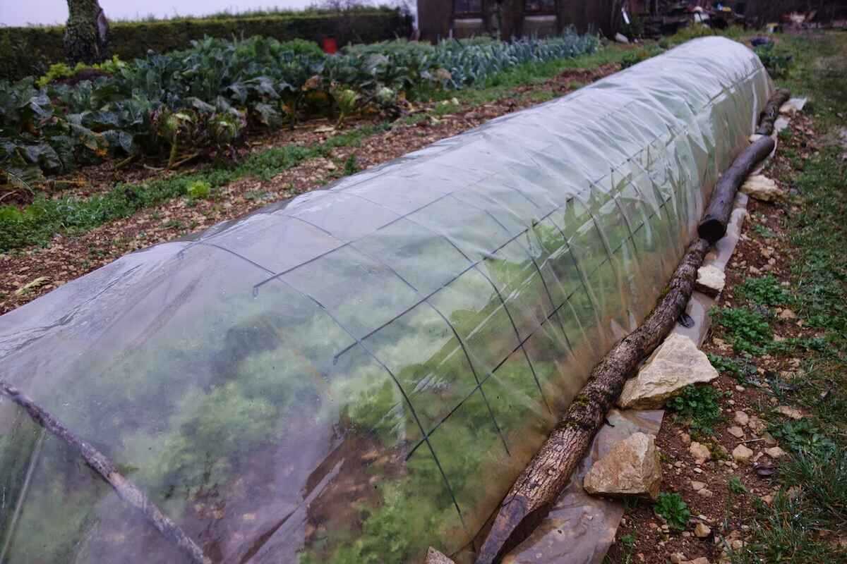 Tunnel potager fait avec du treillis soudé