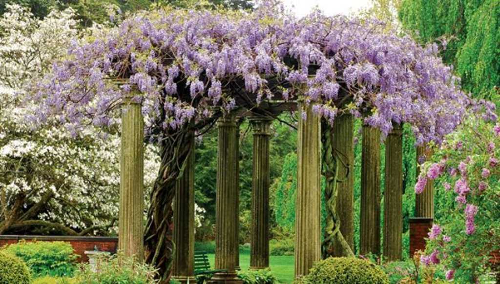 Pluie de fleurs violettes de glycine sur une pergola Spectaculaire floraison printanière de glycine violette tombant en cascade d'une structure en bois