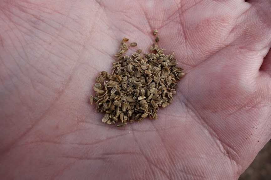 graines de carotte touchon