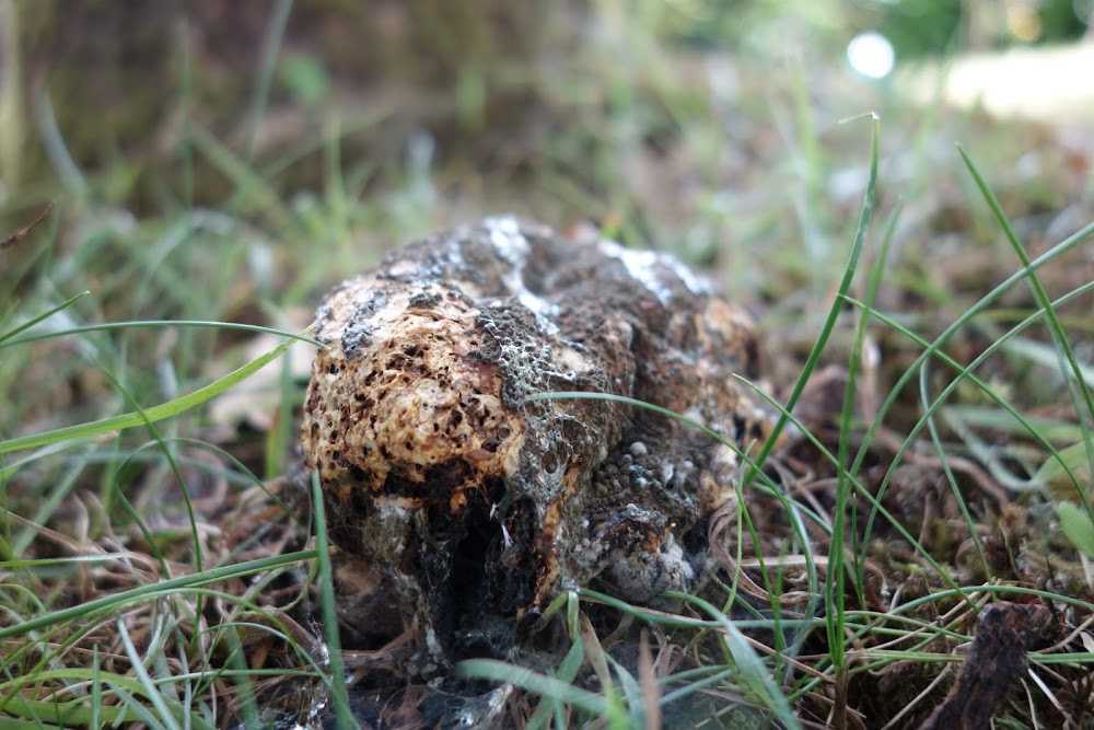 La vie d'un cèpe