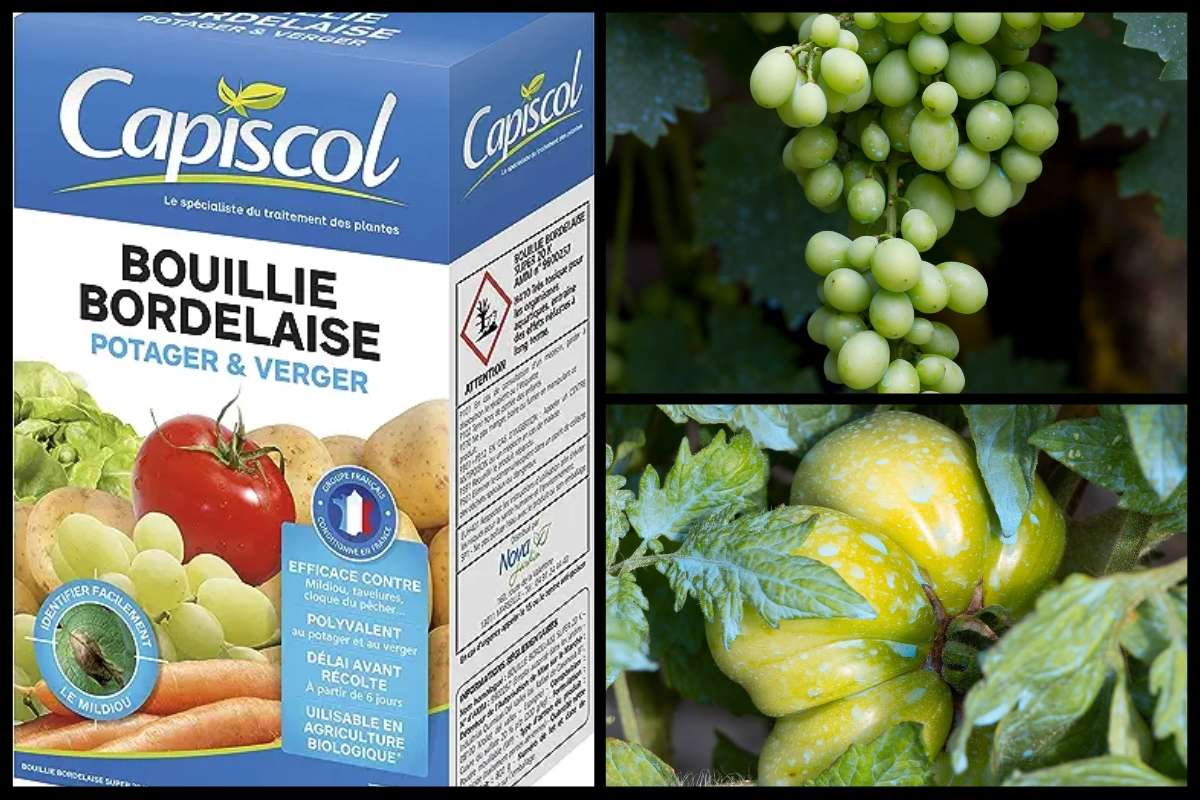 Dosage bouillie bordelaise pour 1 litre de produit