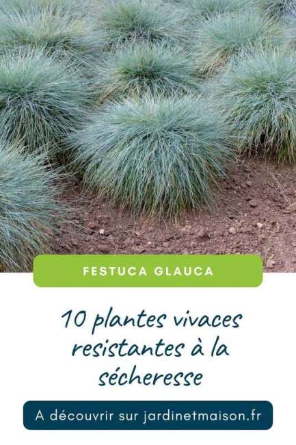 Festuca Glauca