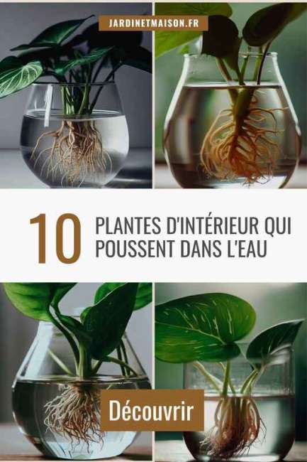10 plantes d'intérieur qui poussent dans l'eau : Parfaites pour les débutants