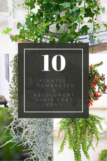 10 Plantes Retombantes d'Intérieur Indispensables à la Maison