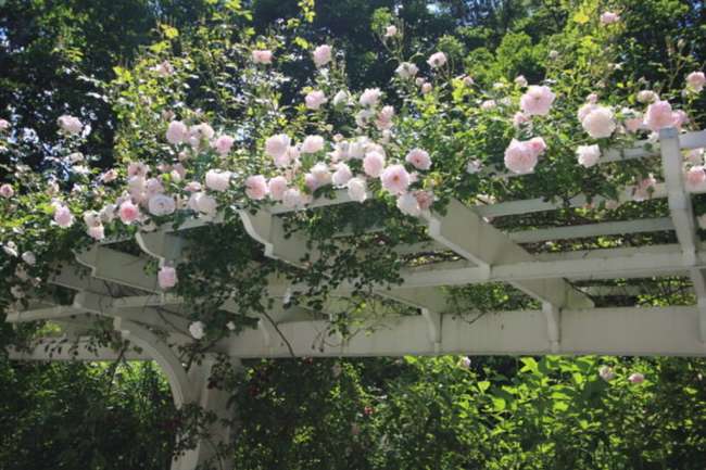 Plante grimpante - Rosier sur pergola