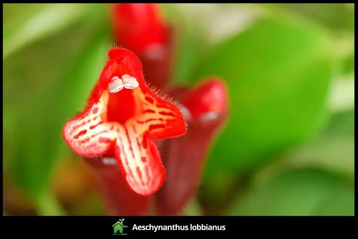 Aeschynanthus lobbianus