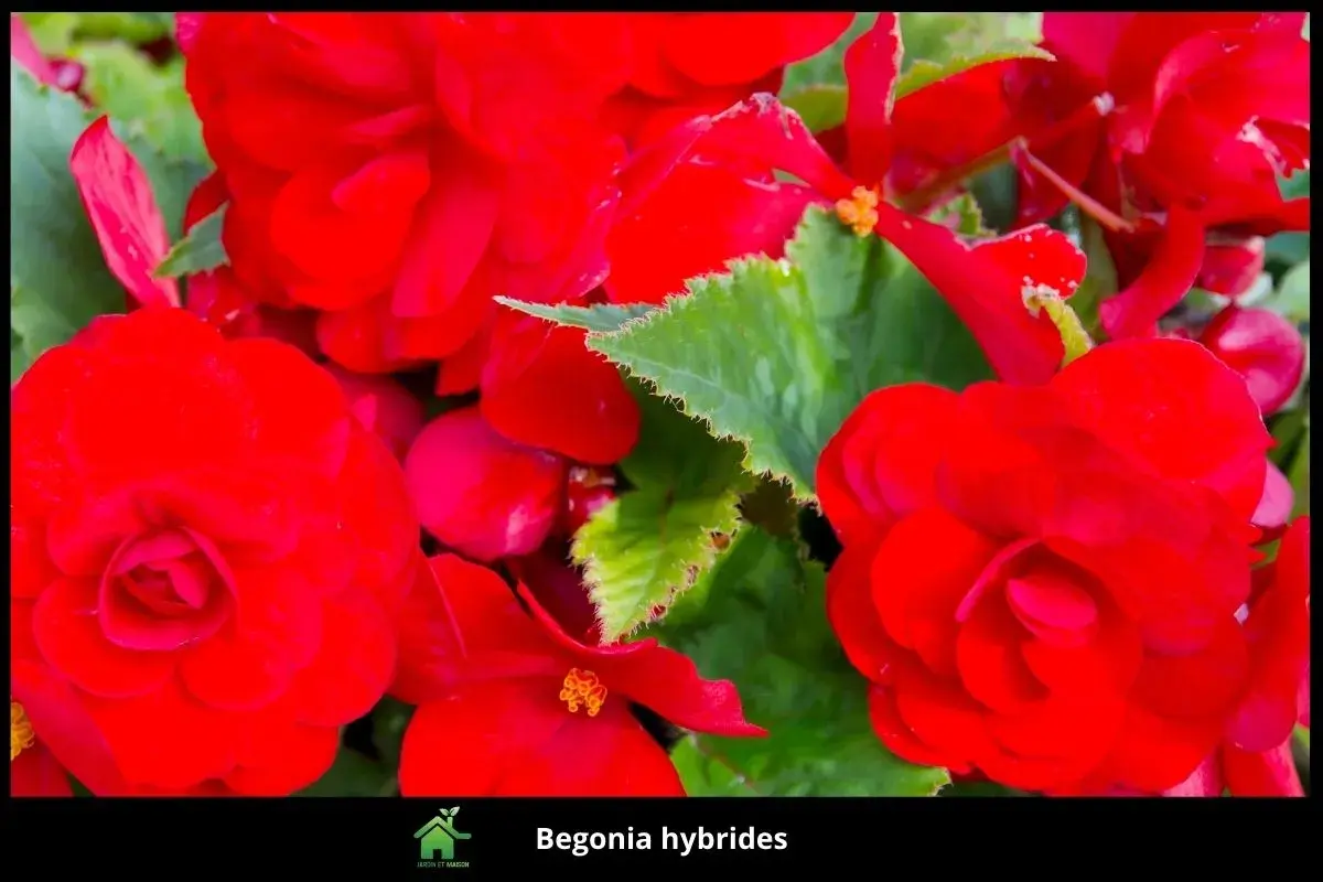 Begonia hybrides