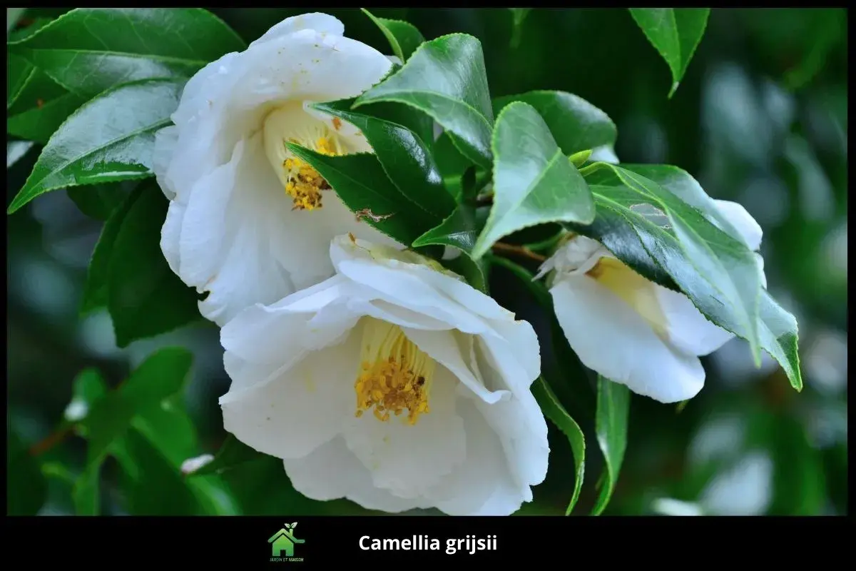 Camellia grijsii