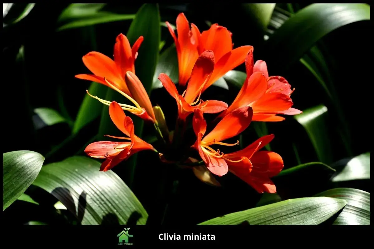 Clivia miniata
