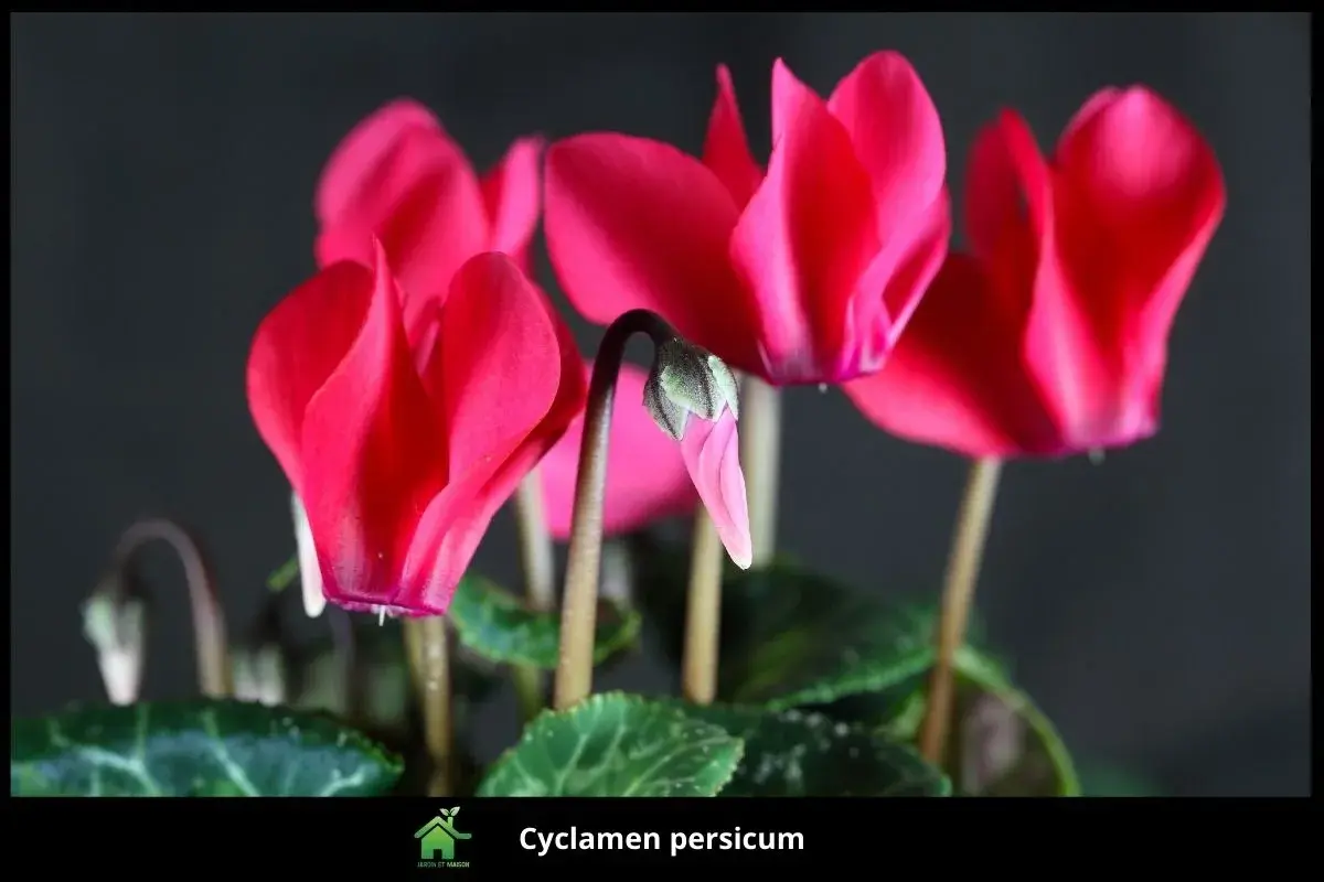Cyclamen persicum
