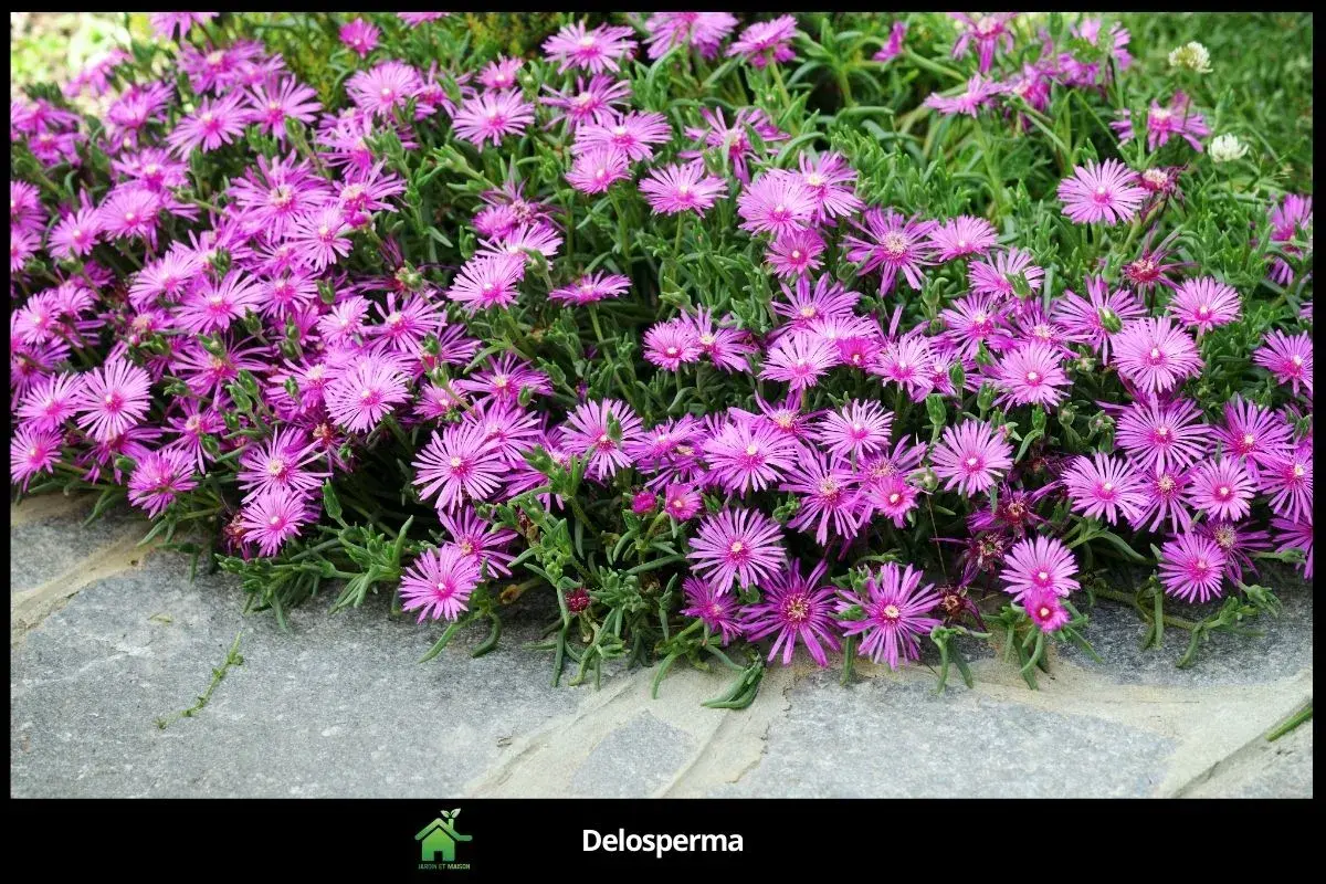 Delosperma