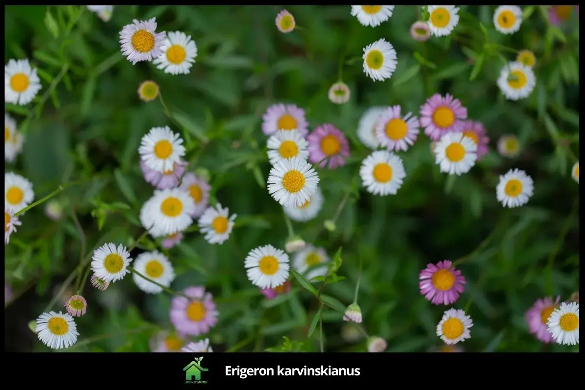 Erigeron karvinskianus