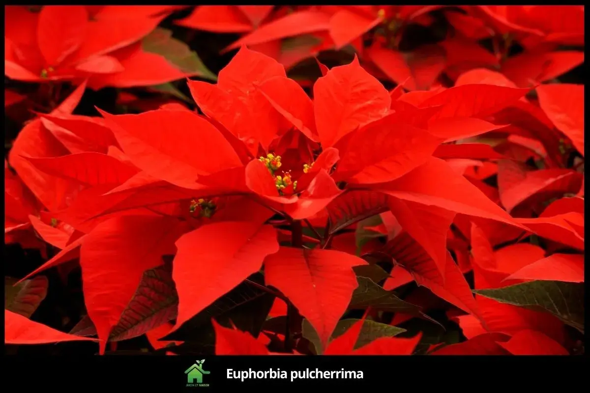 Euphorbia pulcherrima
