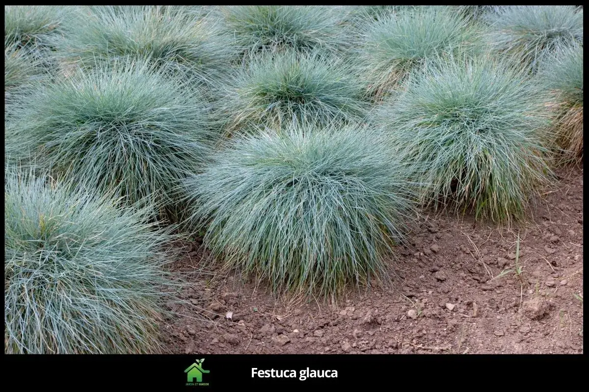 Festuca glauca