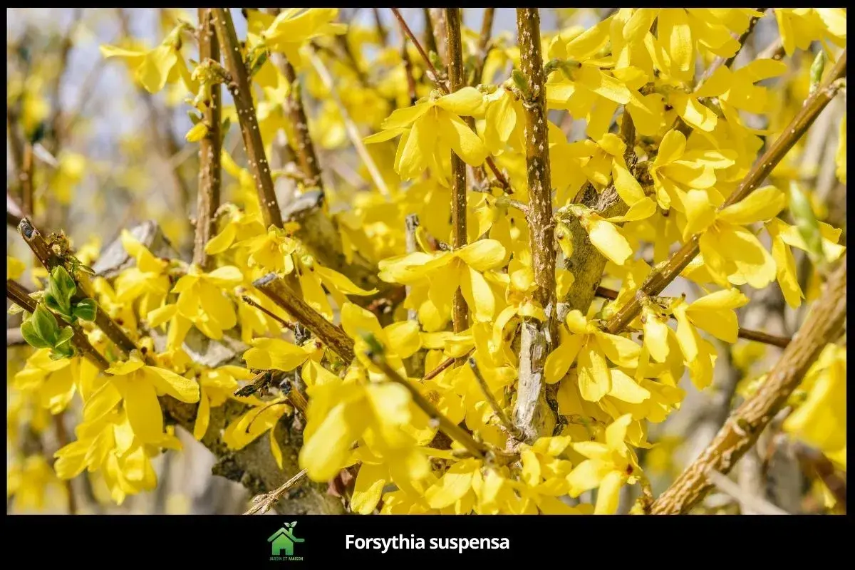 Forsythia suspensa