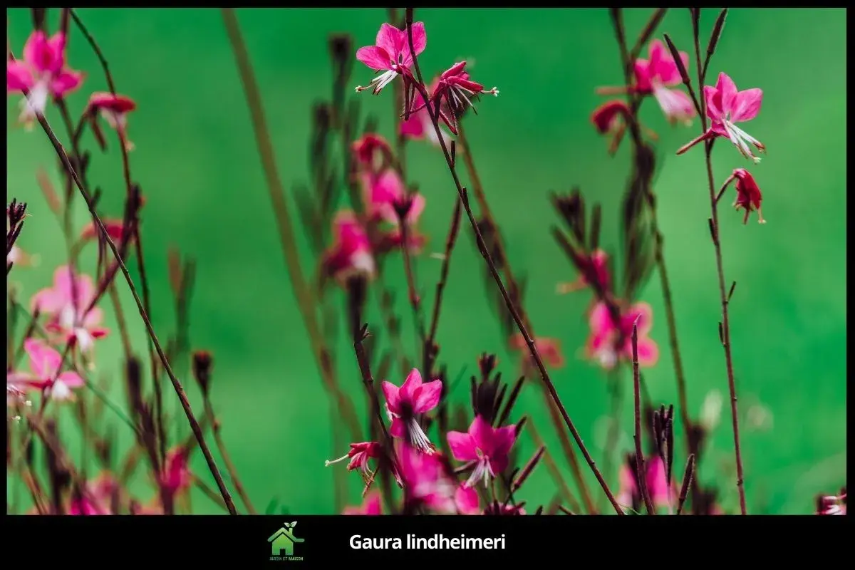 Gaura lindheimeri