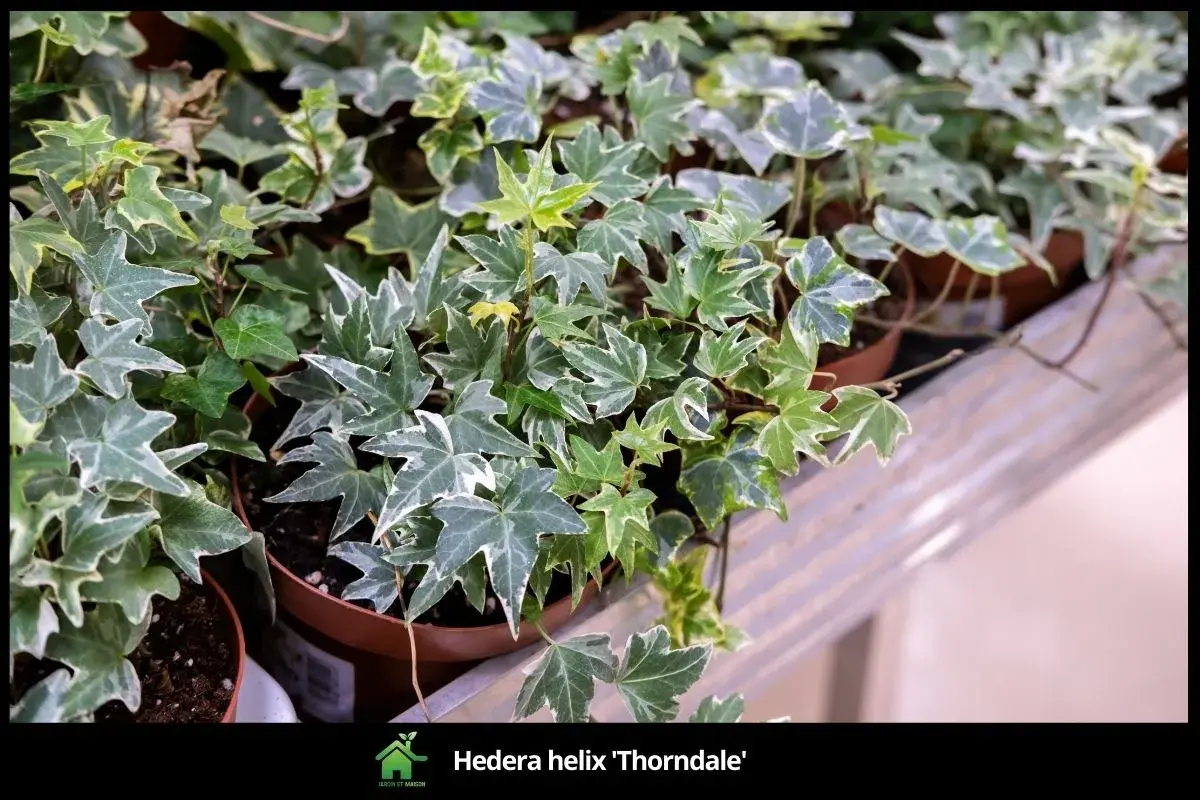 Hedera helix 'Thorndale'