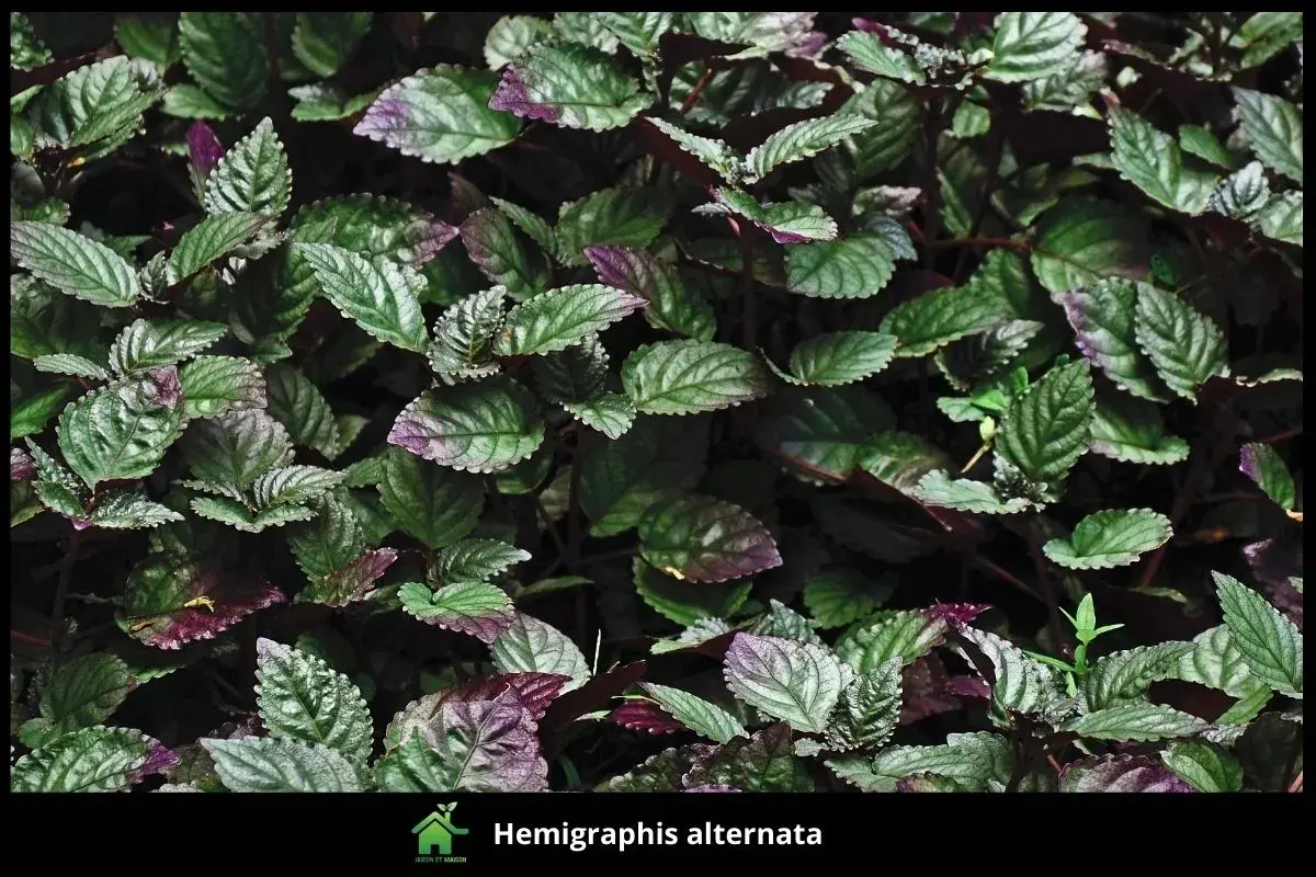 Hemigraphis alternata