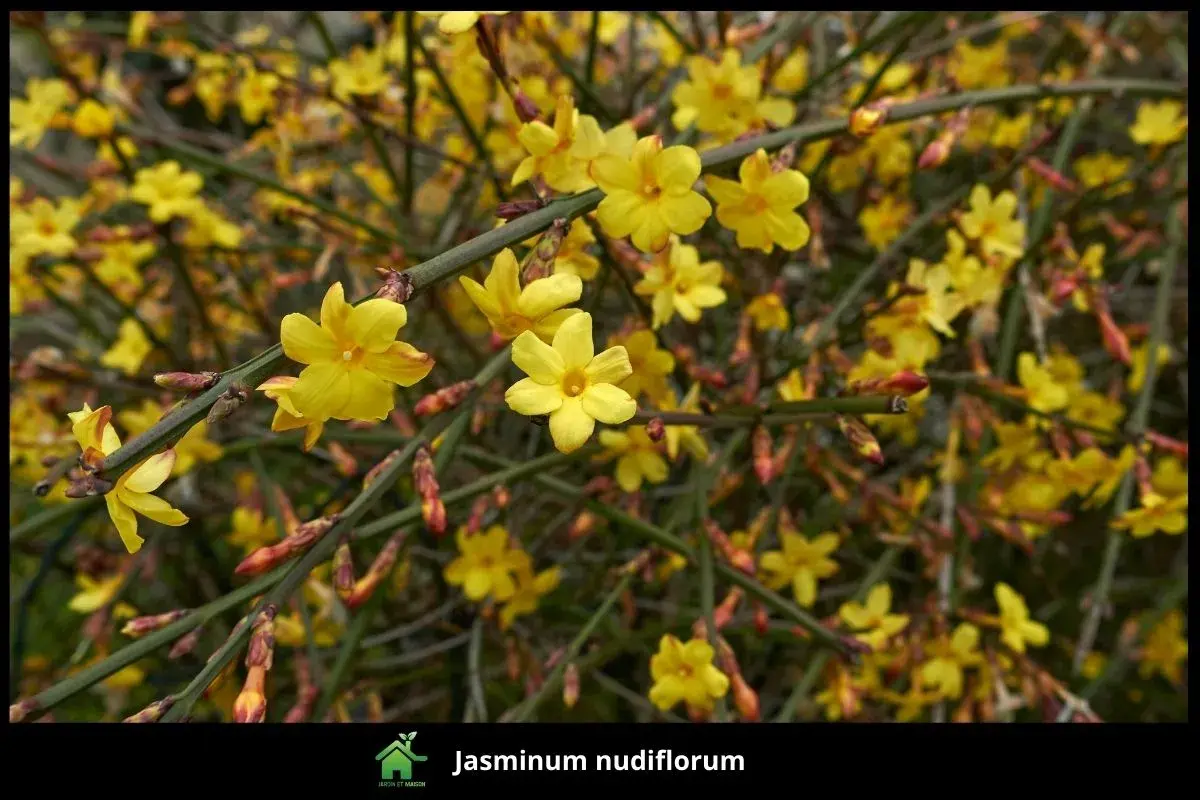Jasminum nudiflorum