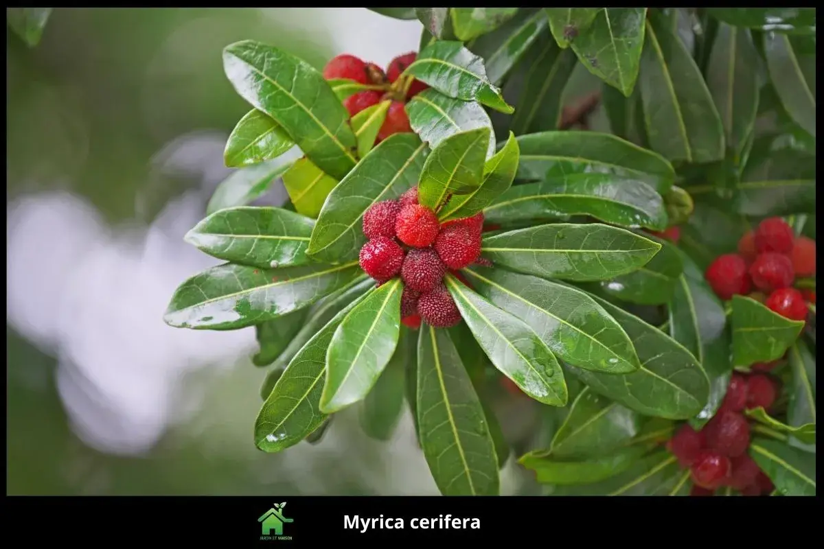 Myrica cerifera