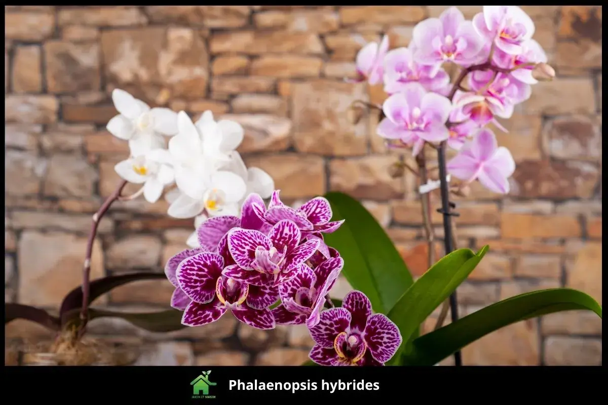 Phalaenopsis hybrides
