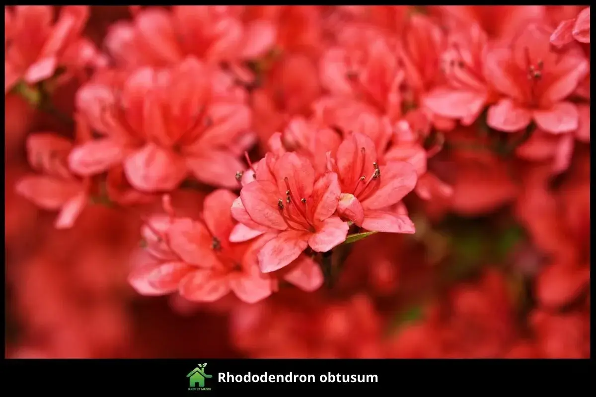 Rhododendron obtusum