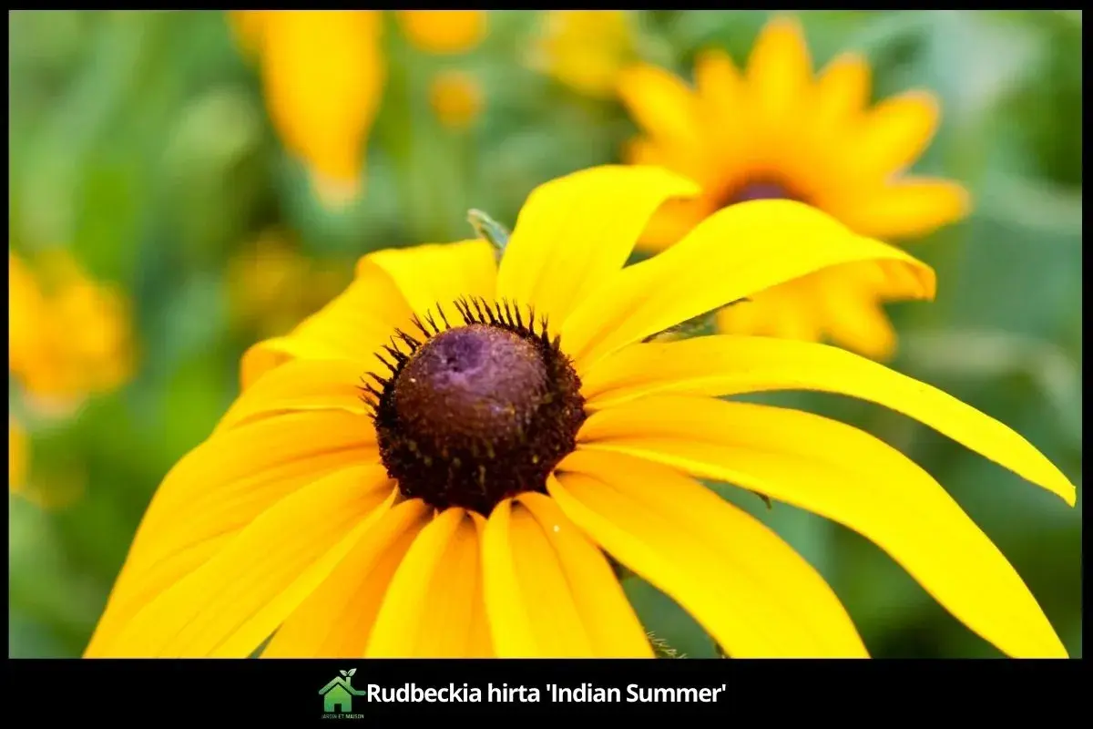 Rudbeckia hirta 'Indian Summer'