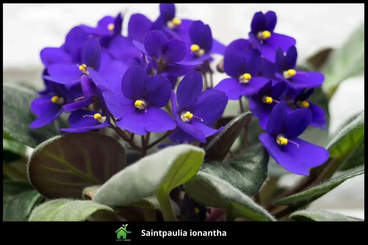 Saintpaulia ionantha