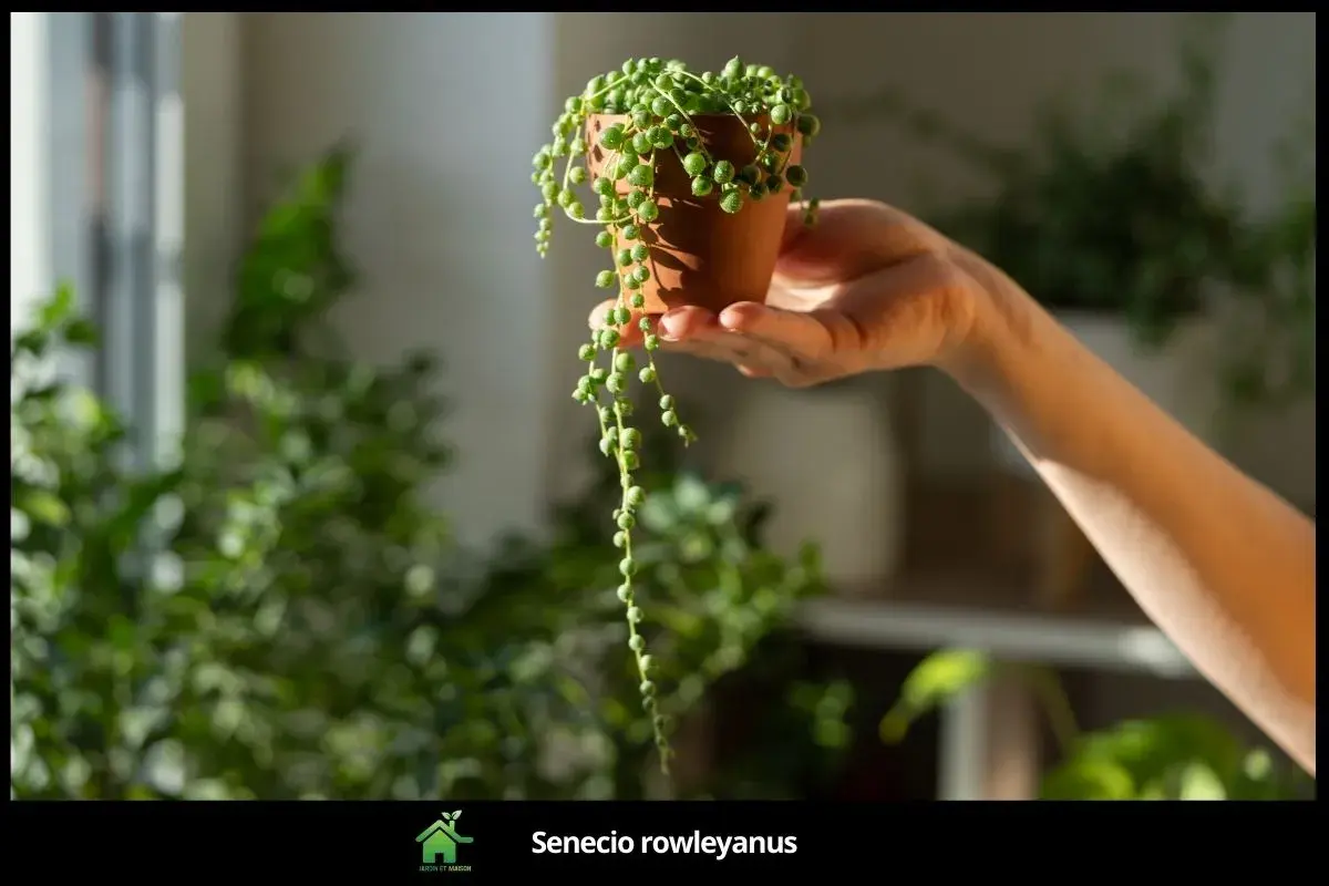 Senecio rowleyanus