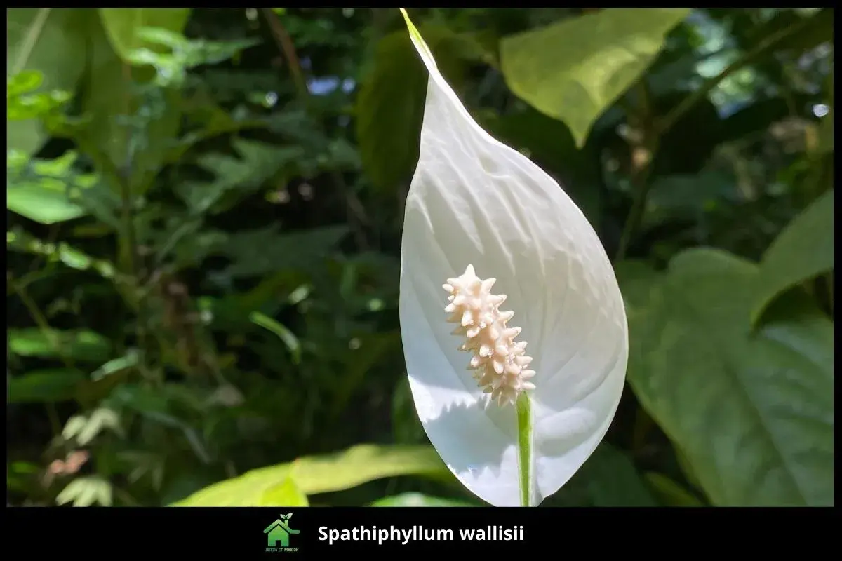 Spathiphyllum wallisii