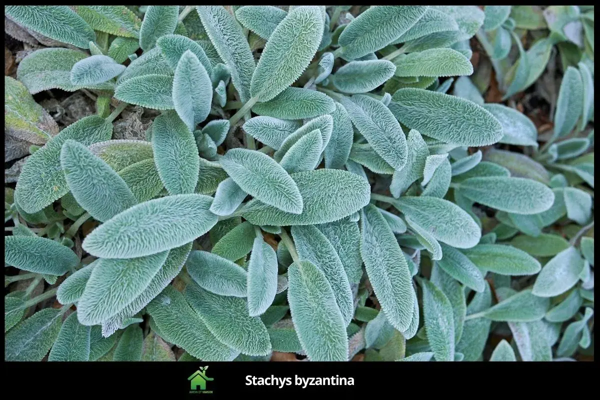 Stachys byzantina