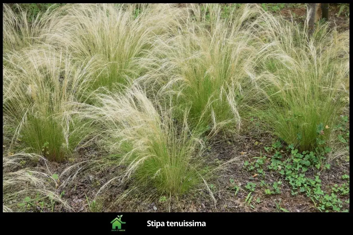 Stipa tenuissima