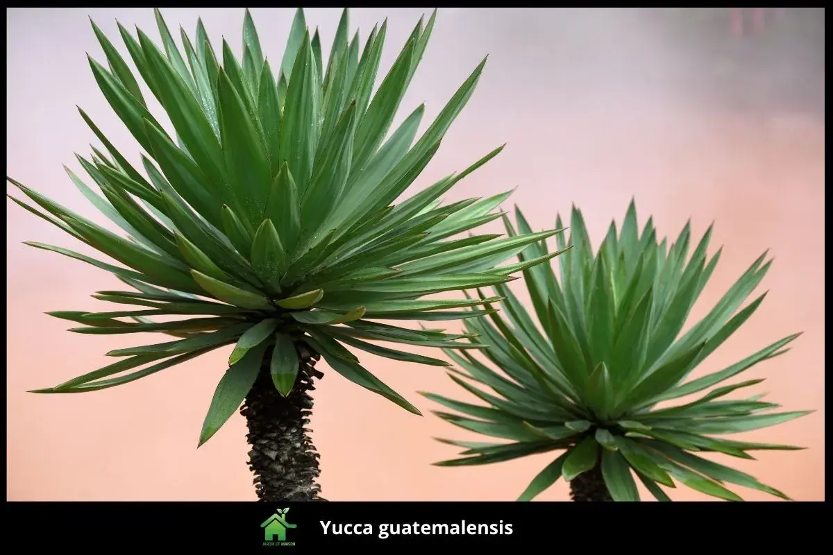 Yucca guatemalensis
