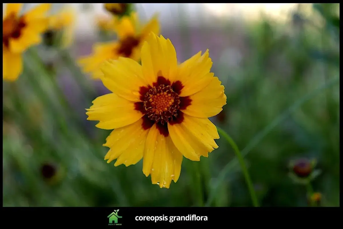 coreopsis grandiflora