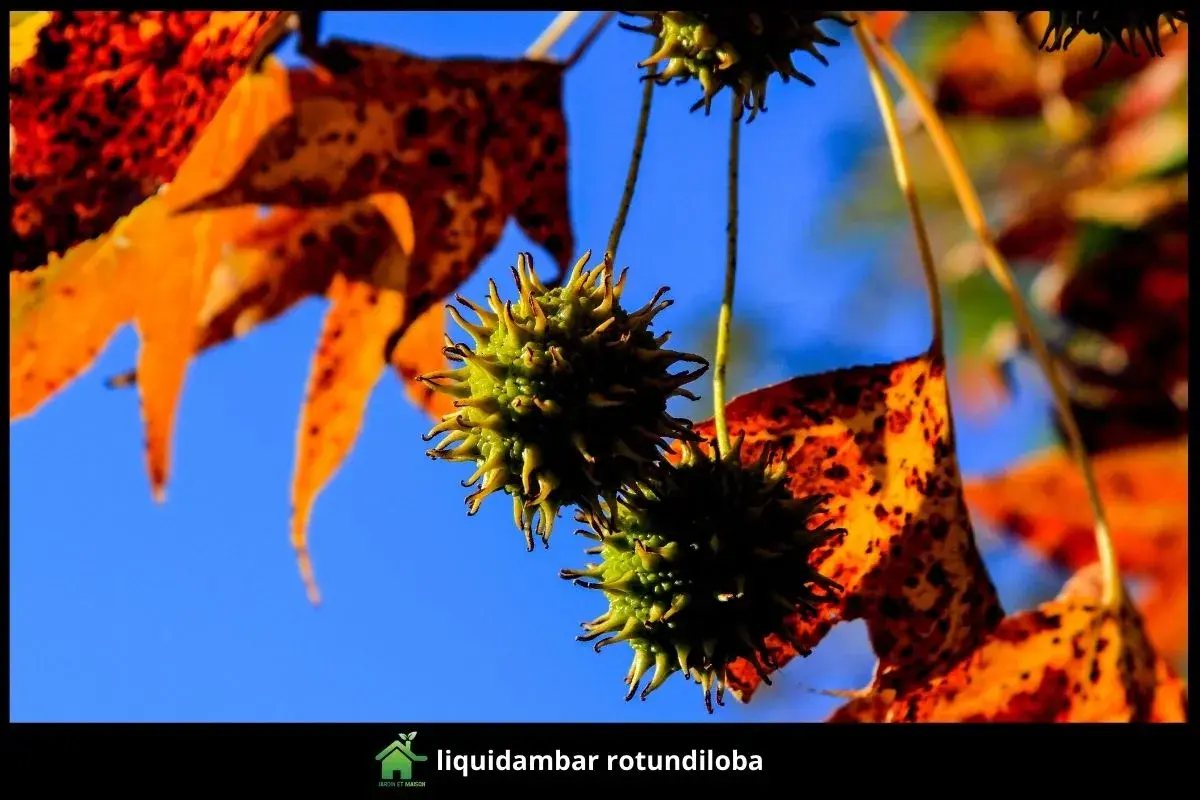 liquidambar rotundiloba
