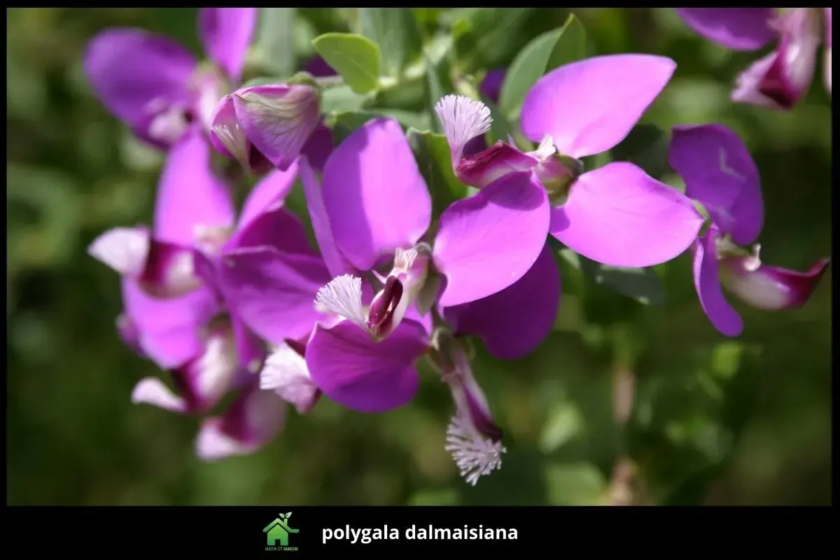 polygala dalmaisiana