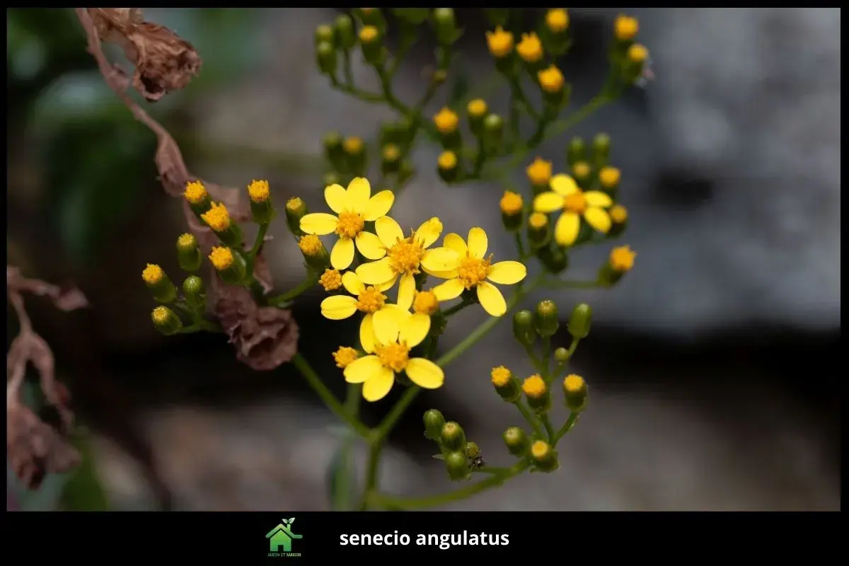 senecio angulatus