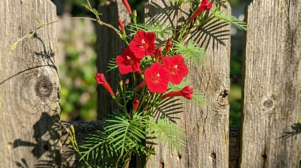 Ipomoea sloteri