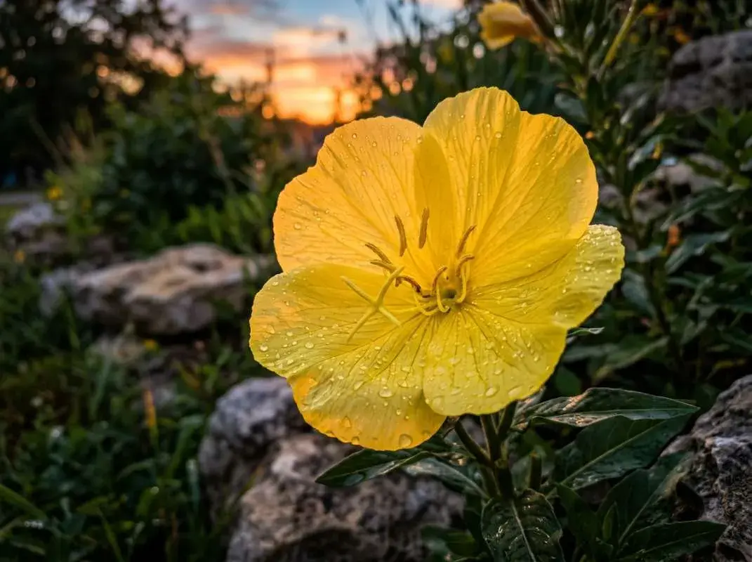Oenothera missouriensis