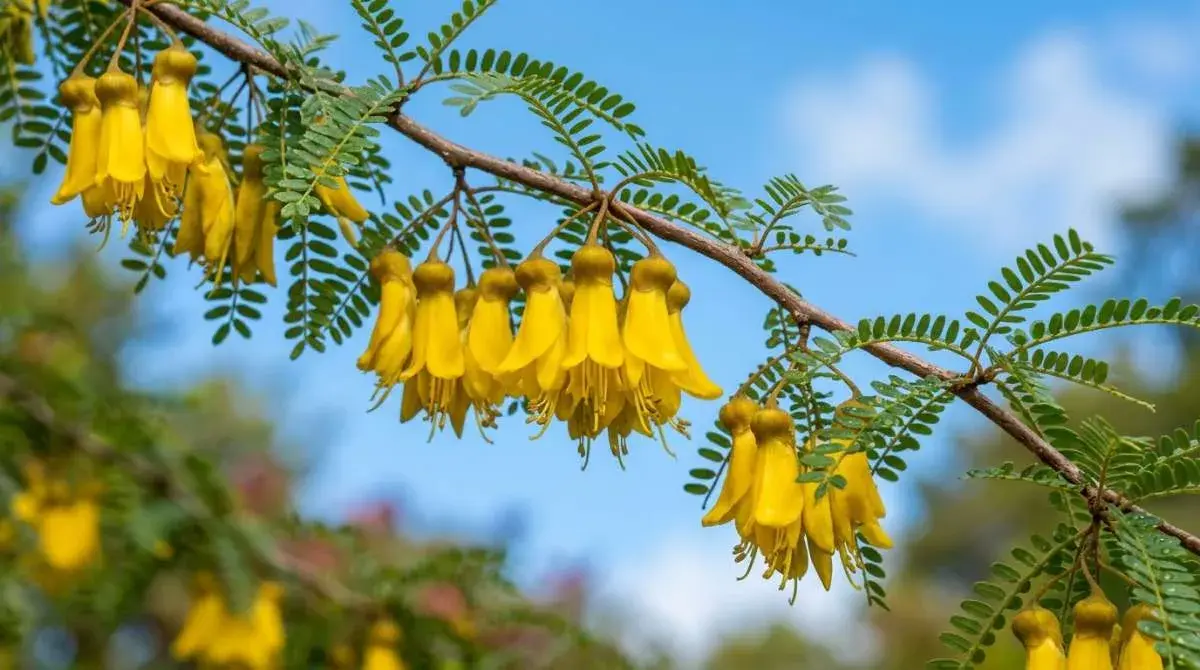 Sophora microphylla