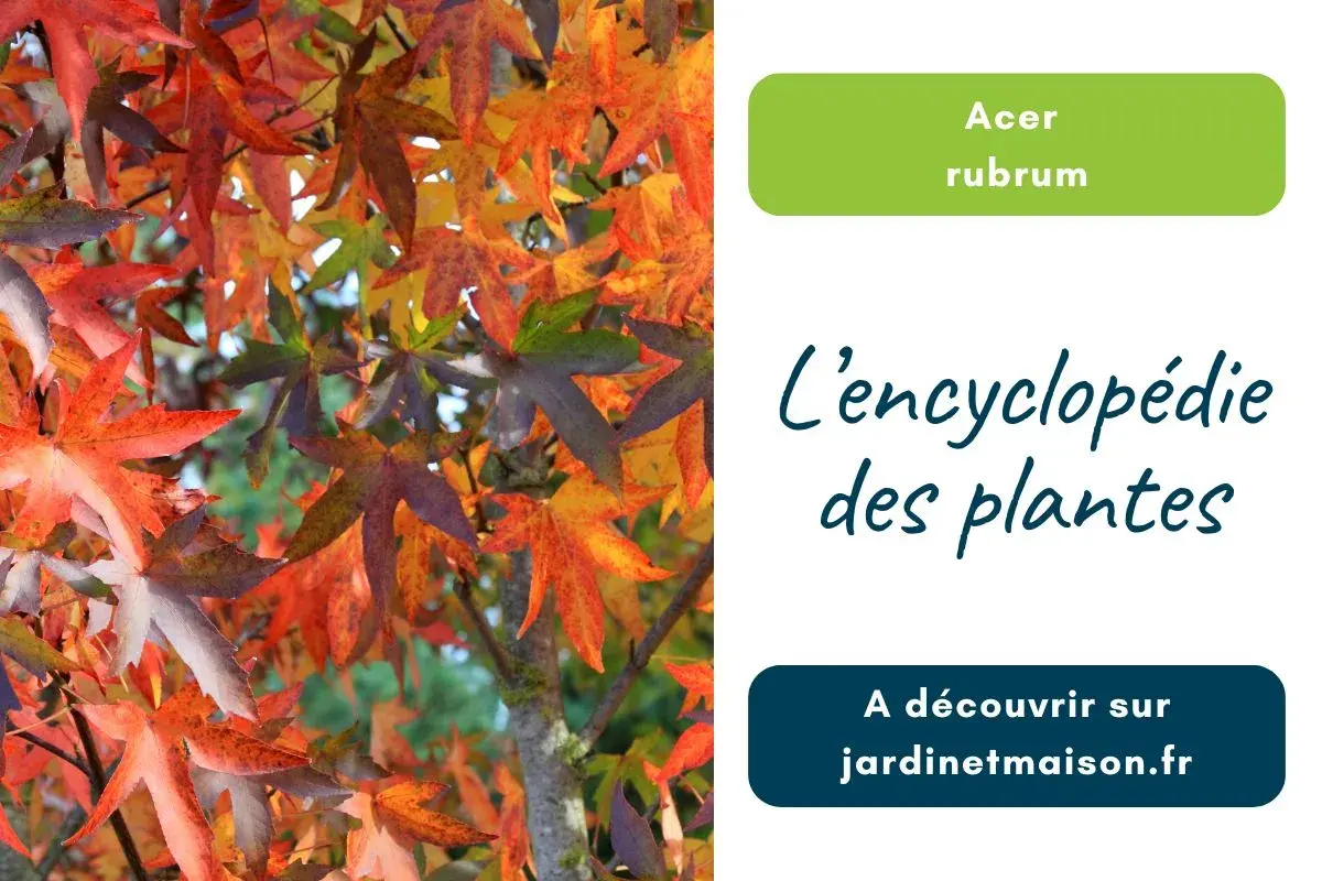 Photo de Acer rubrum (Érable Rouge)