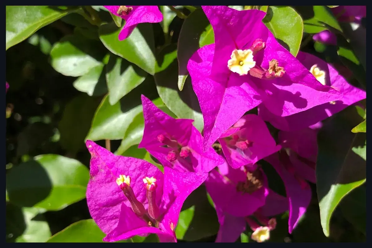 Photo de Bougainvillea hybrides (Bougainvillée)