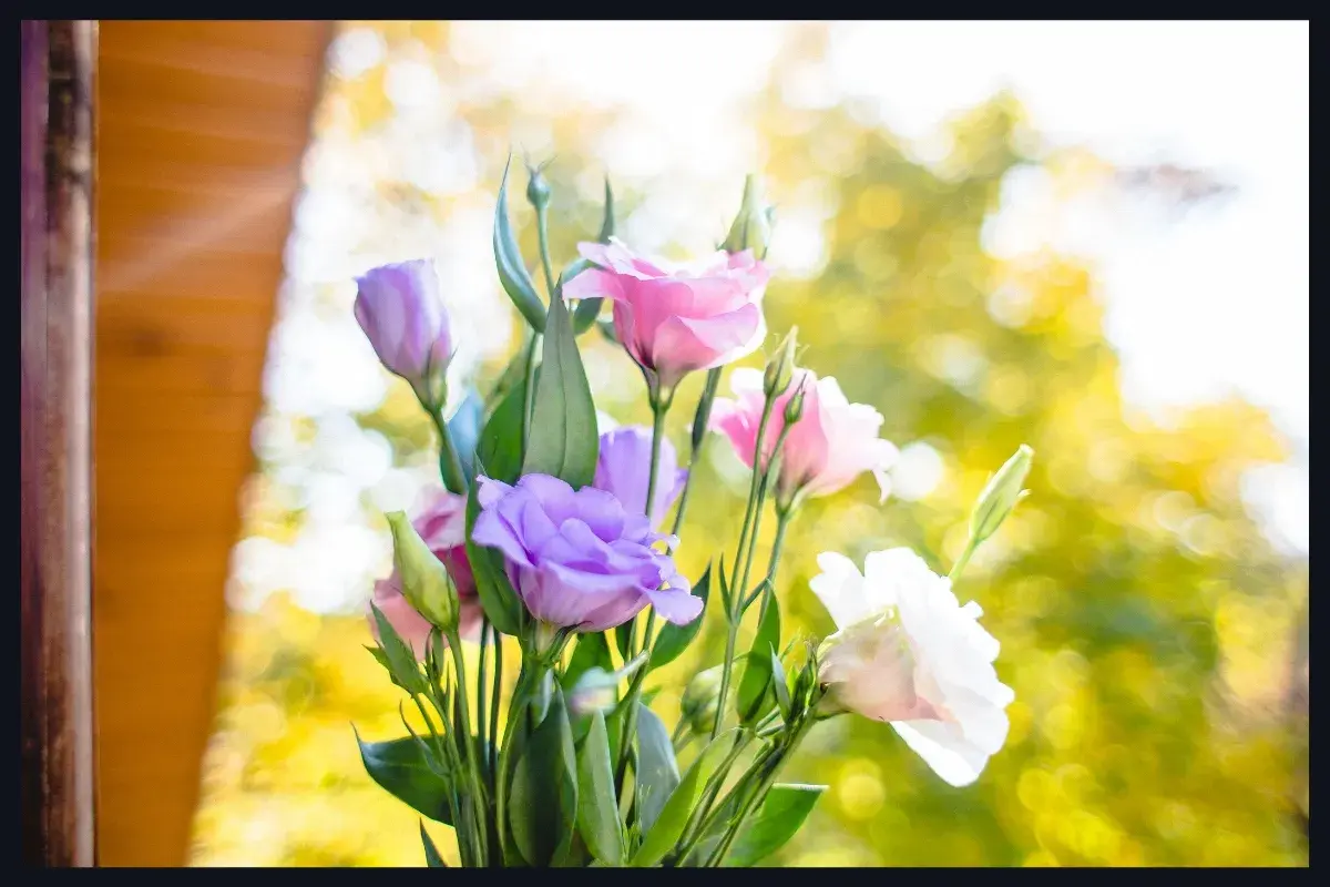 Photo de Eustoma grandiflorum (Lisianthus)
