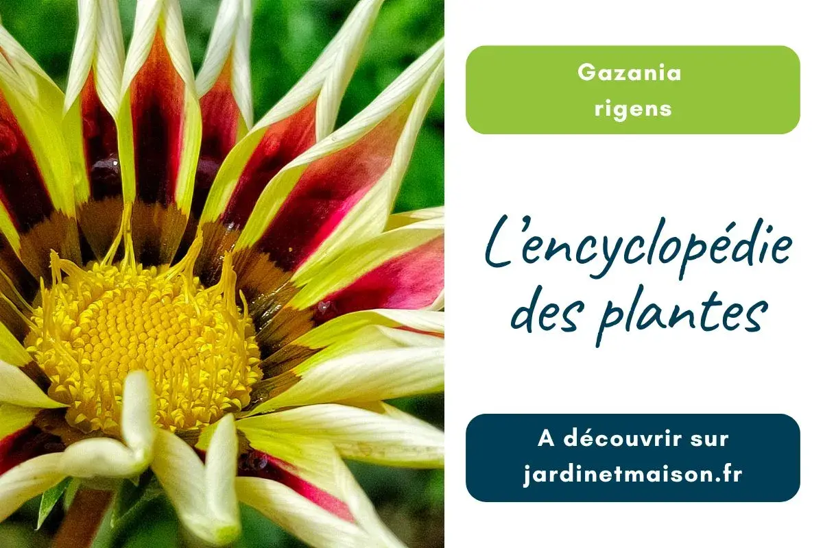 Photo de Gazania rigens (Gazanie)