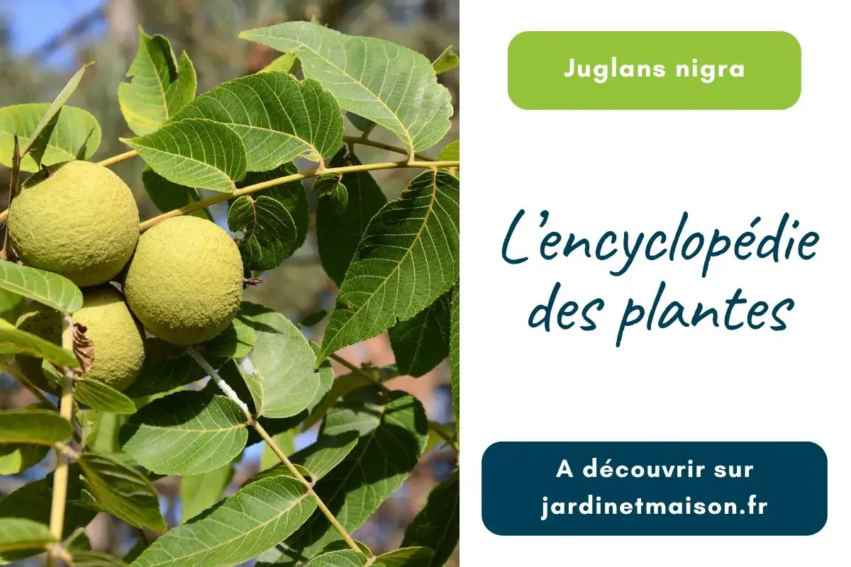 Photo de Juglans nigra (Noyer d'Amérique)